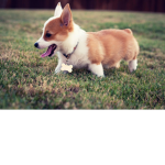 corgi, husky group