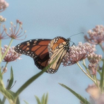 Aesthetic ButterfIies
