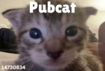 pubcat