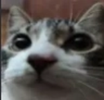hello bro diogan