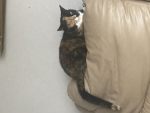 Milly,