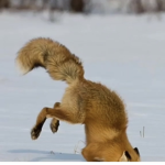 FireFox's Friend Club