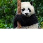 Gruppe Panda