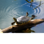 Turt1le C1an