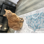 Cat squad .S
