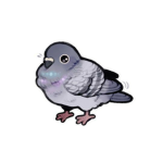 happy pigeons