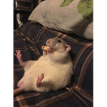 fat rat society