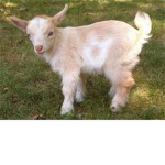 maybe its goats
