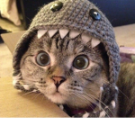 Luvely Kittens
