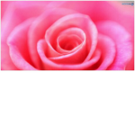 The pinkys