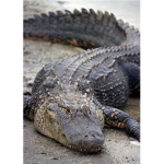 Iron Gator's Teeth