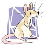 Womp Rat Squad