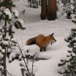 Sly Foxz
