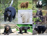 Bears peep