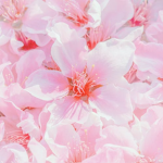 PetalClothing