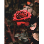 Fallinqroses