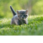 Le gattine stellari
