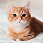 the kitty roblox group