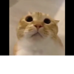 just a normal group… definitely