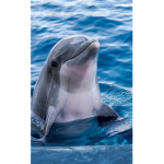 Dolphin #####