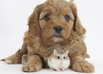 Ellie pet and Hamster!!!!!!!!!!!!!