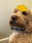 Dougal's waffle cult