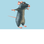 Rat Charles Fan Group