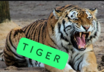 Ellas und Tigers Gruppe