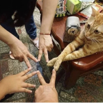 胖的猫い