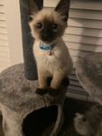 Kitten Peeps!