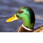 Epic pog DUCKS