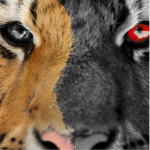 team tiger for kings