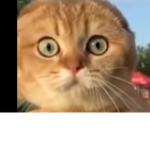I love cats do u