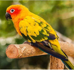 The group of birds
