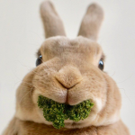 Rabbits eating lettuce