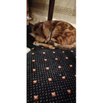 Cookie and u