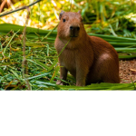 Capybara clan join the capybara clan be a tru capy