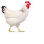 chicken sandwich army