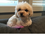 #### Wiederspiel group