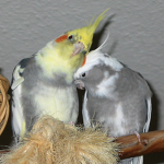 Birb fan club army