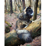 Norwegian forest cat fanclub