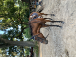 *. Emerald equestrians .*