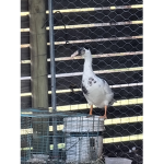 Duck Evie culb