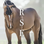 Rosenhill Equestrian