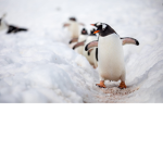 Penguin highway group