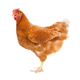 CHICKEN GANG MEETING PLACE