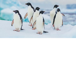 penguins united!!!!!