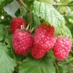 ʚ raspberry ɞ