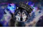 Offical Wolf Gang Merch