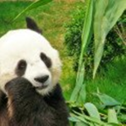 bamboo forest